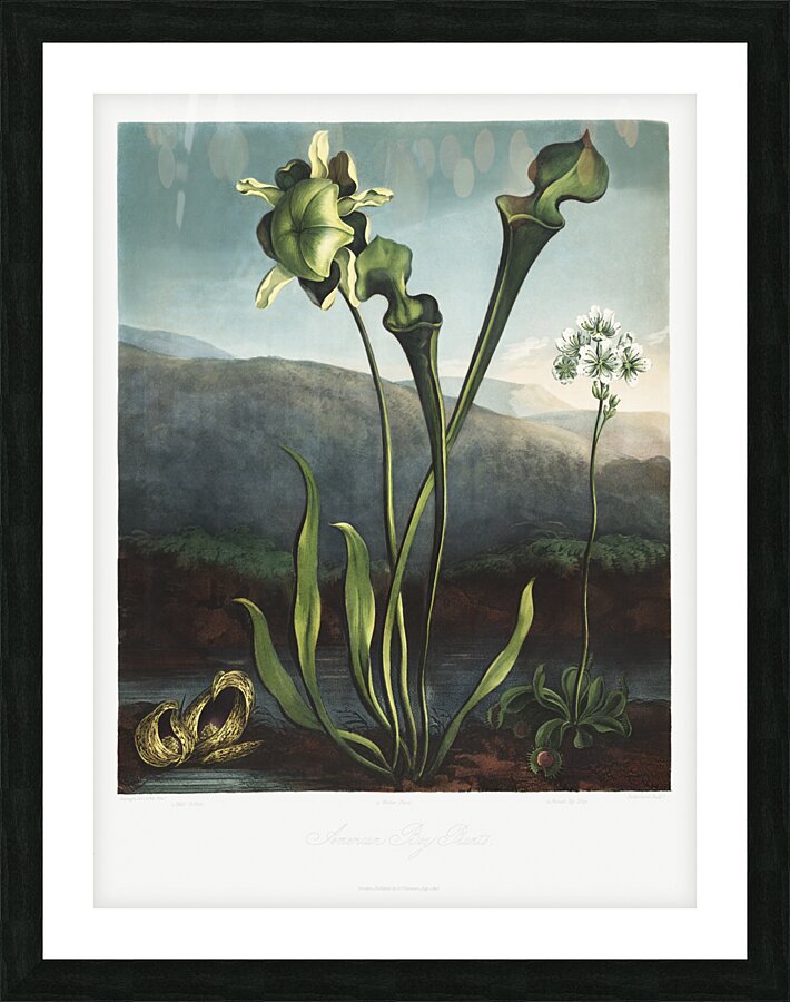 American Bog Plants Impression et Cadre photo