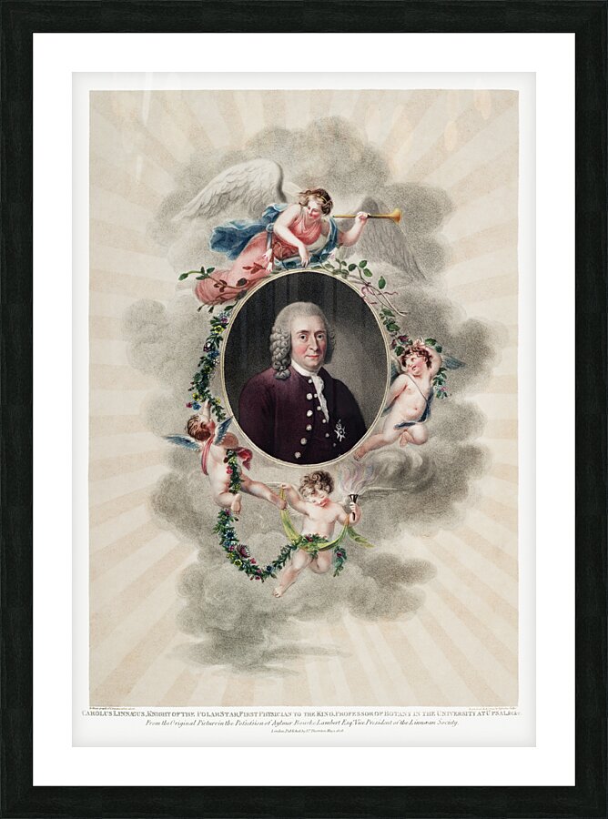 The Portrait of Carl Linnaeus  Picture Frame print