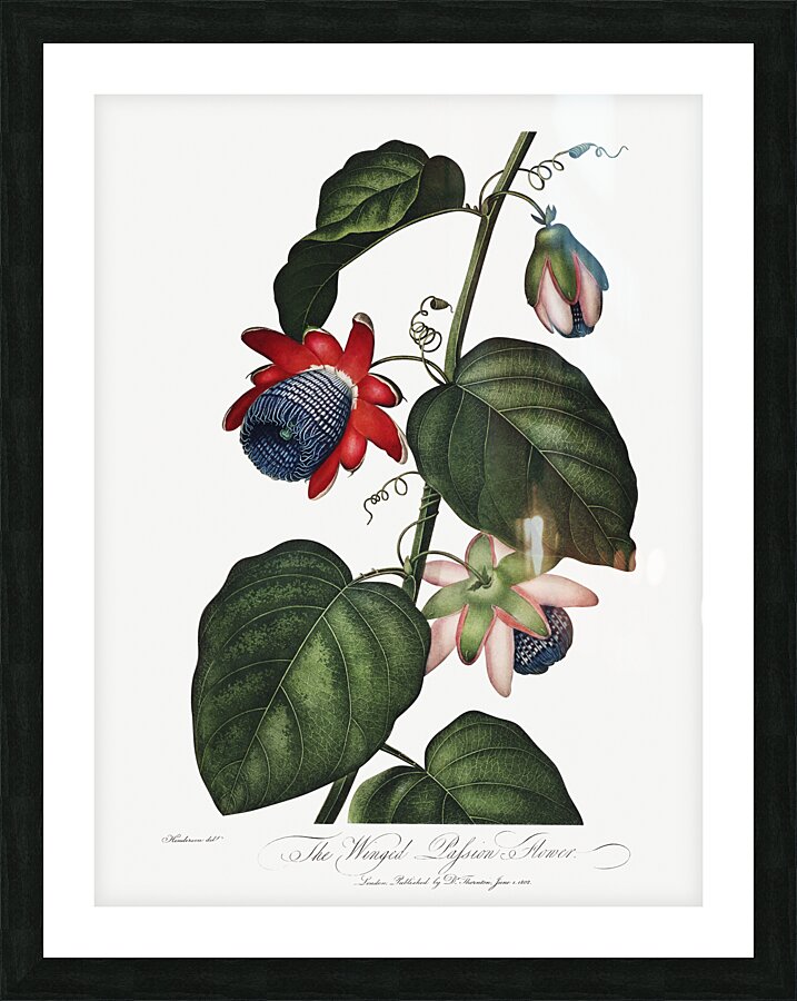 The Winged Passion-Flower Picture Frame print