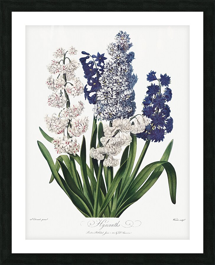 The Winged Passion-Flower Picture Frame print