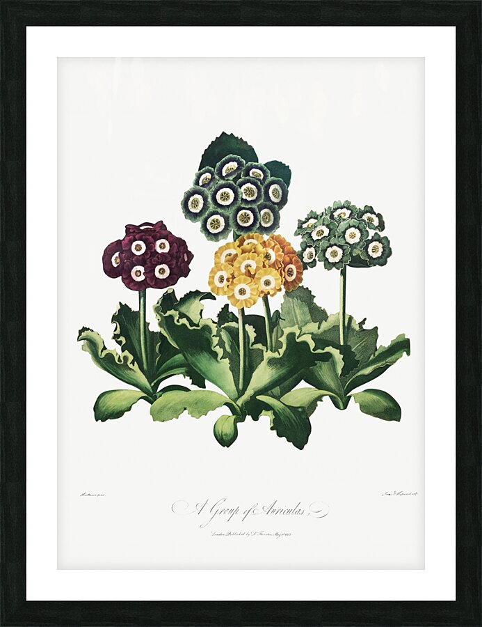 A Group of Auriculas Picture Frame print