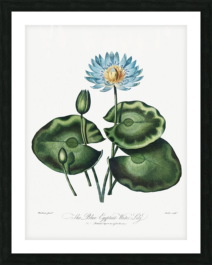 The Blue Egyptian Water-Lily Picture Frame print
