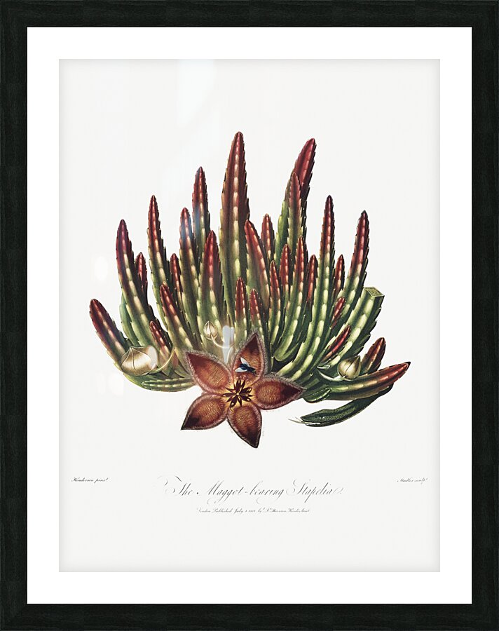 The Maggot–Bearing Stapelia Picture Frame print