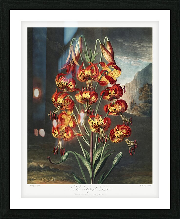 The Superb Lily Picture Frame print