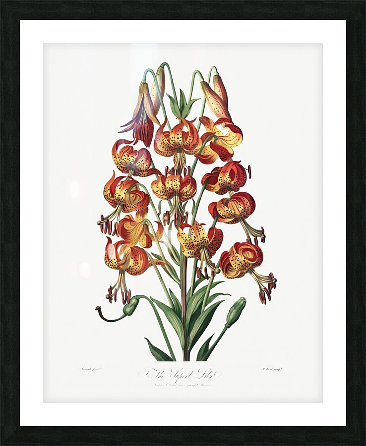 The Superb Lily  Picture Frame print