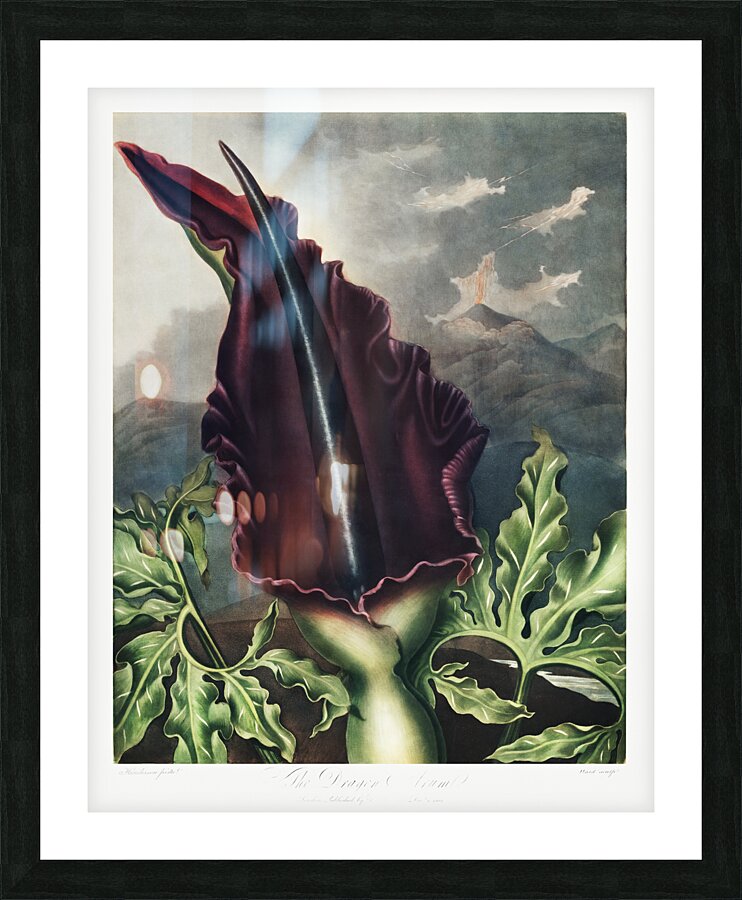 The Dragon Arum Picture Frame print