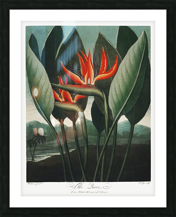 The Queen–Plant  Picture Frame print