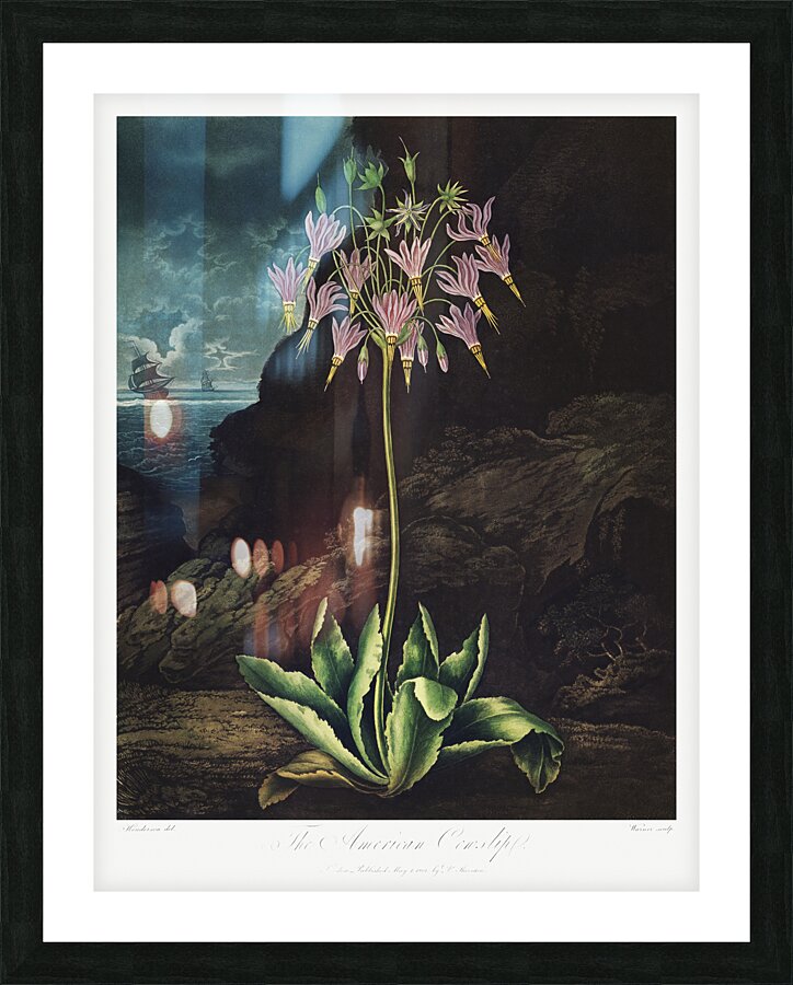 The American Cowslip Picture Frame print