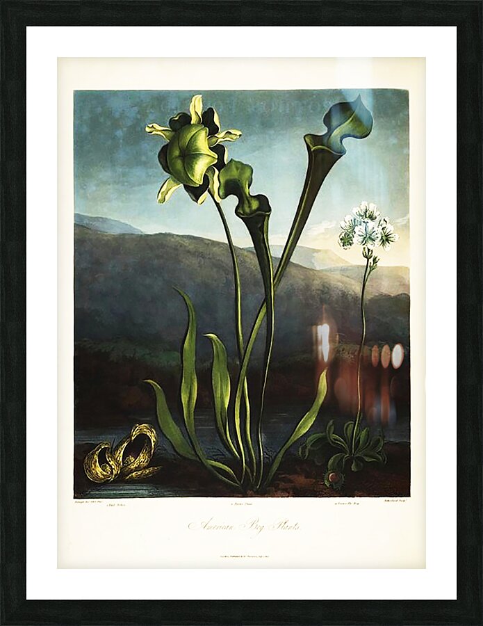 American Bog Plants Picture Frame print