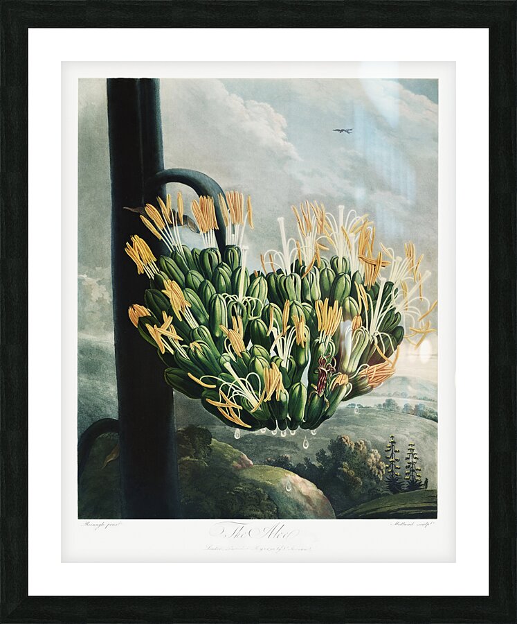 The Aloe Picture Frame print