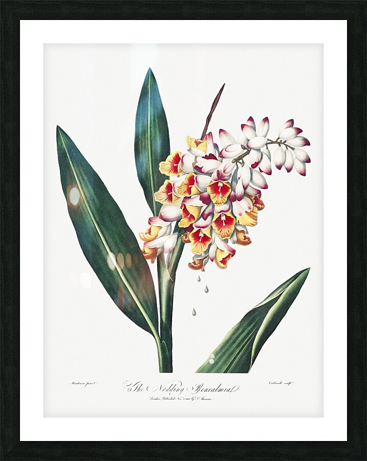 The Nodding Renealmia Picture Frame print