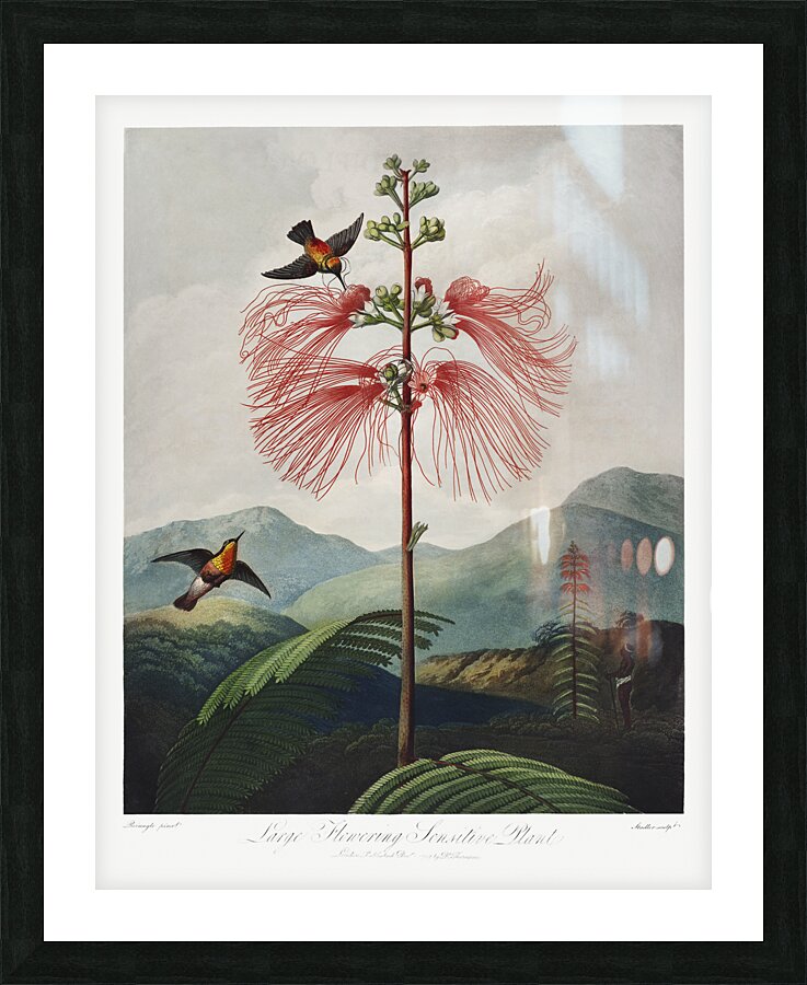 Large–Flowering Sensitive Plant Picture Frame print