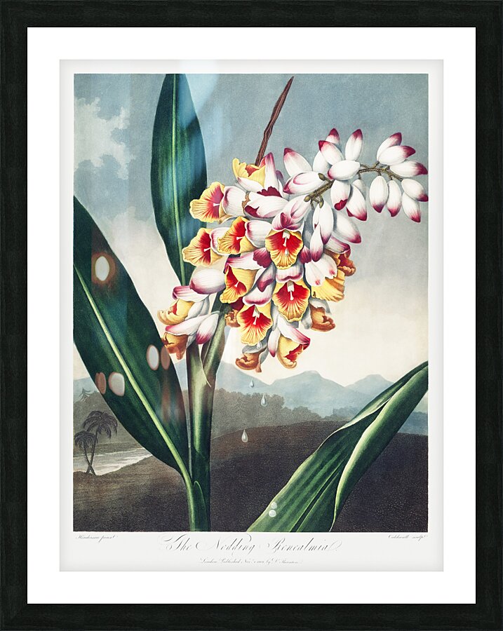 The Nodding Renealmia Picture Frame print
