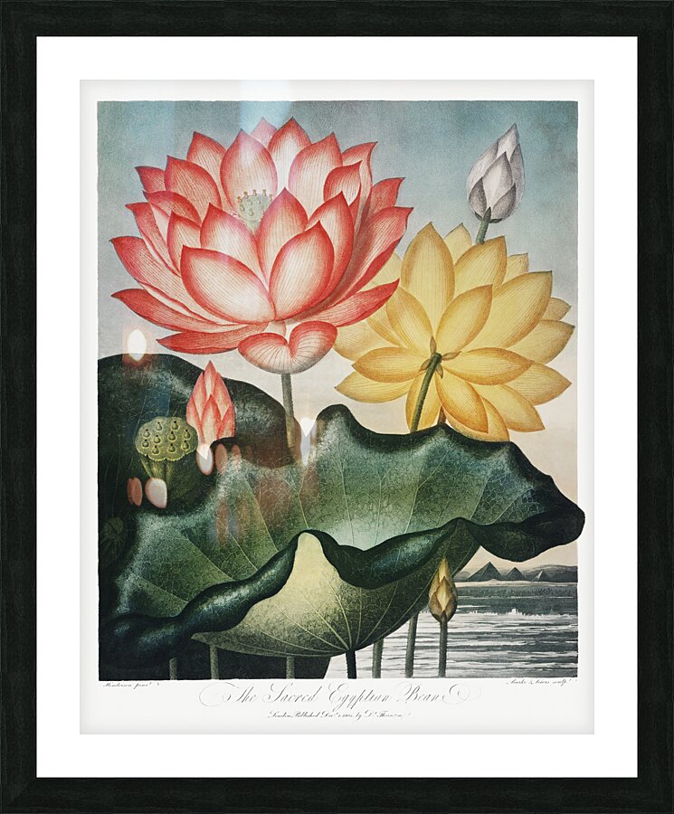 The Sacred Egyptian Bean Picture Frame print