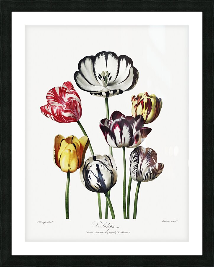 Tulips Picture Frame print