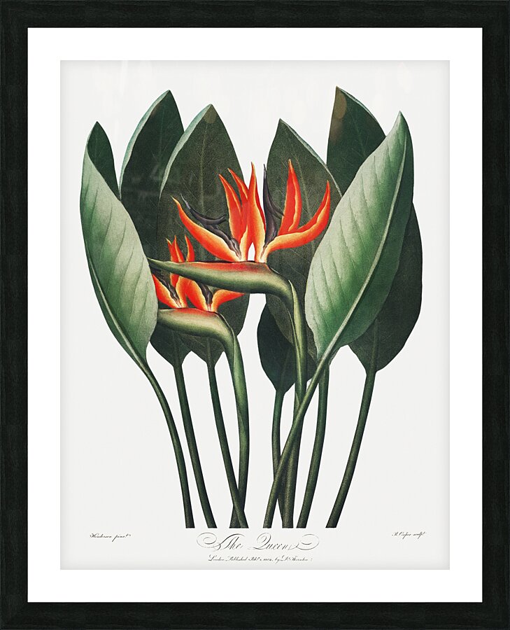 The Queen Plant Picture Frame print