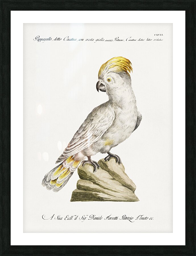 Pappagallo detto cacatua con cresta gialla Cockatoo Picture Frame print