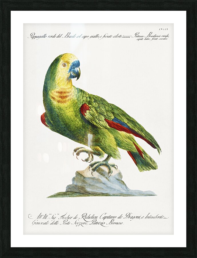 Pappagallo verde del Brasile col capo giallo e fronte celeste Parrot Picture Frame print