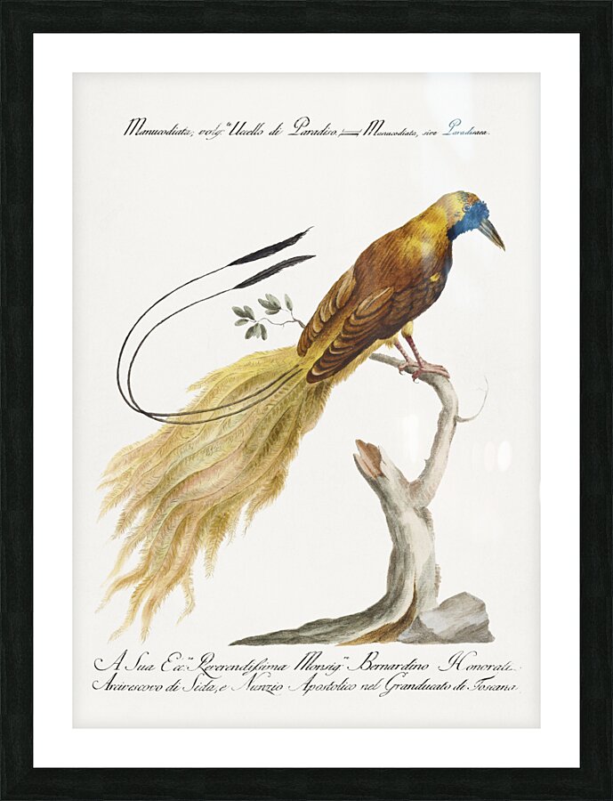 Manucodiata sive paradisaea Bird of Paradise Picture Frame print