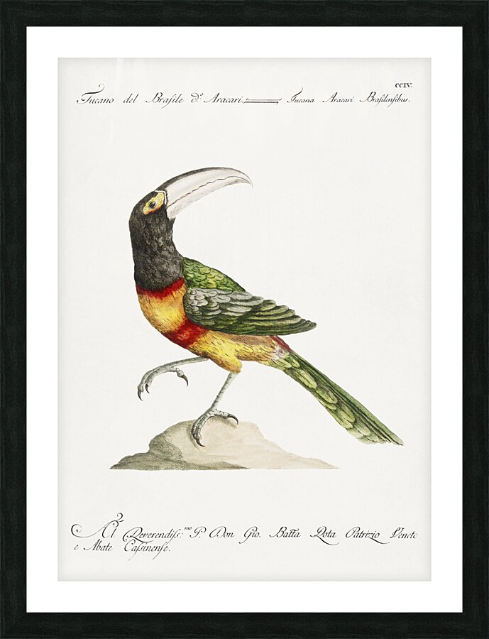 Tucana Aracari Brasilensibus Toucan Picture Frame print