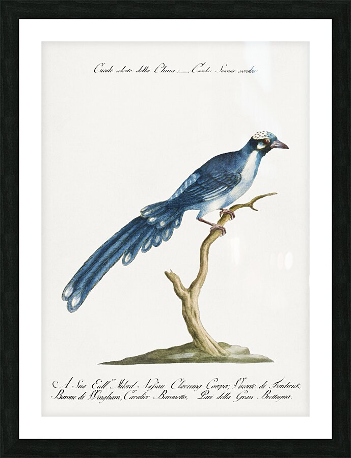 Cucule celeste della China Cuckoo Impression et Cadre photo