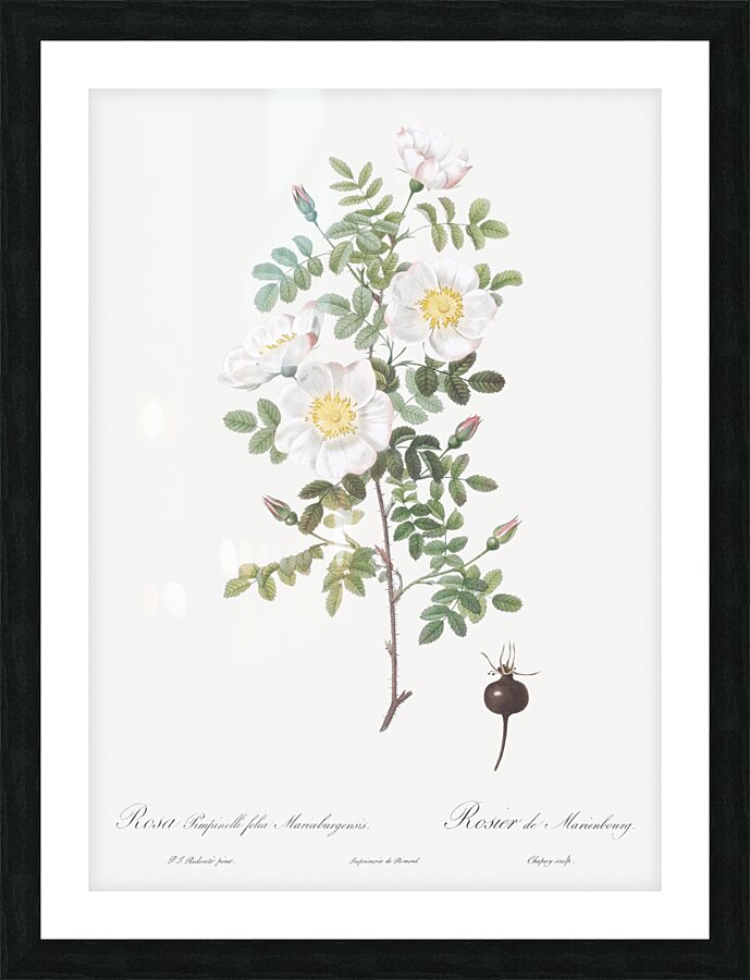 White burnet roses Picture Frame print