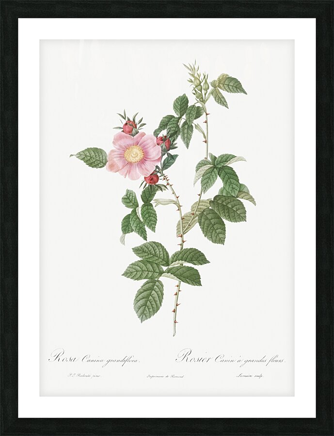 Dog rose in bloom Picture Frame print