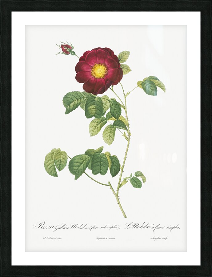 Simple-Flowered French Rose Picture Frame print