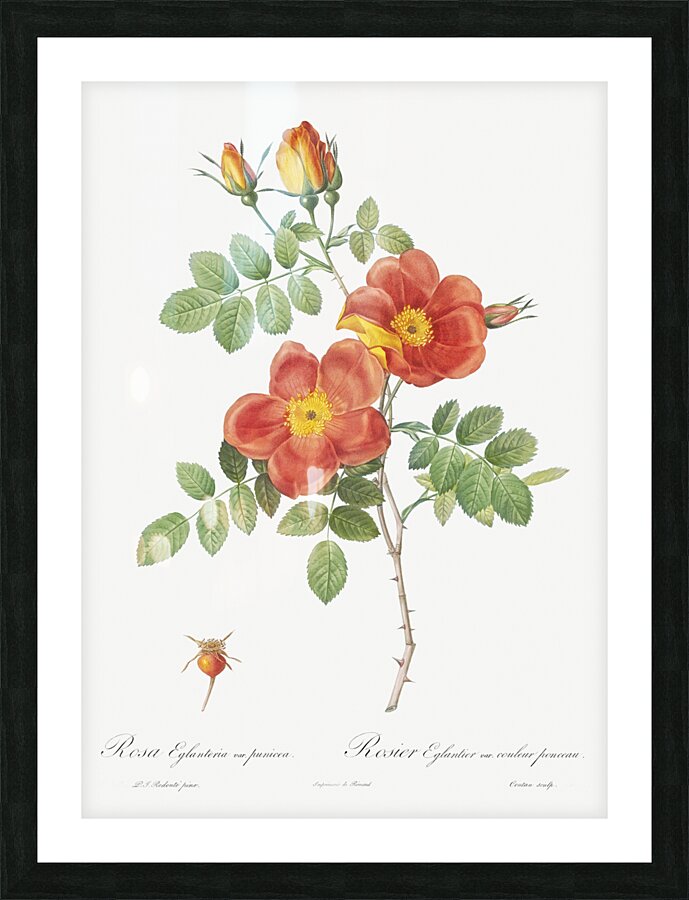 Vintage Austrian Briar rose Picture Frame print