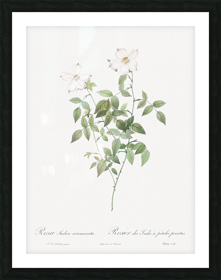 Vintage Austrian Briar rose Picture Frame print