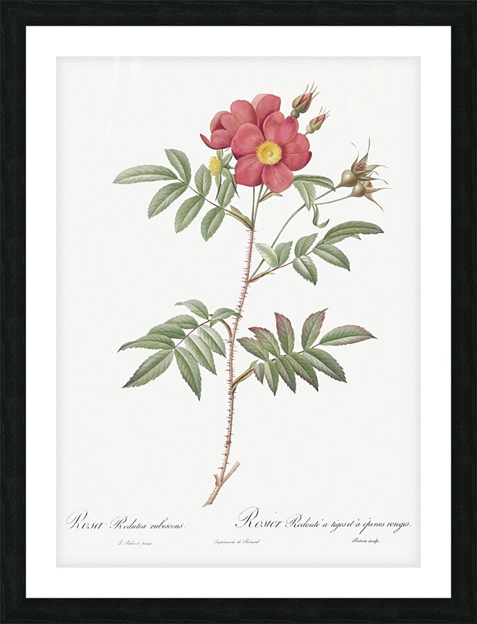 Vintage red rose Picture Frame print