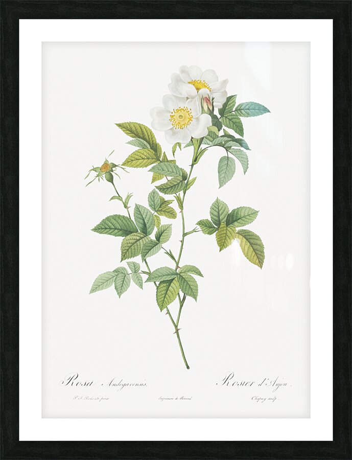 Vintage red rose Picture Frame print