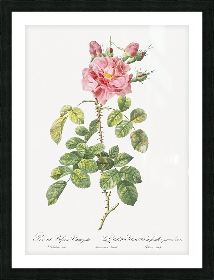 Four seasons rose in bloom Picture Frame print