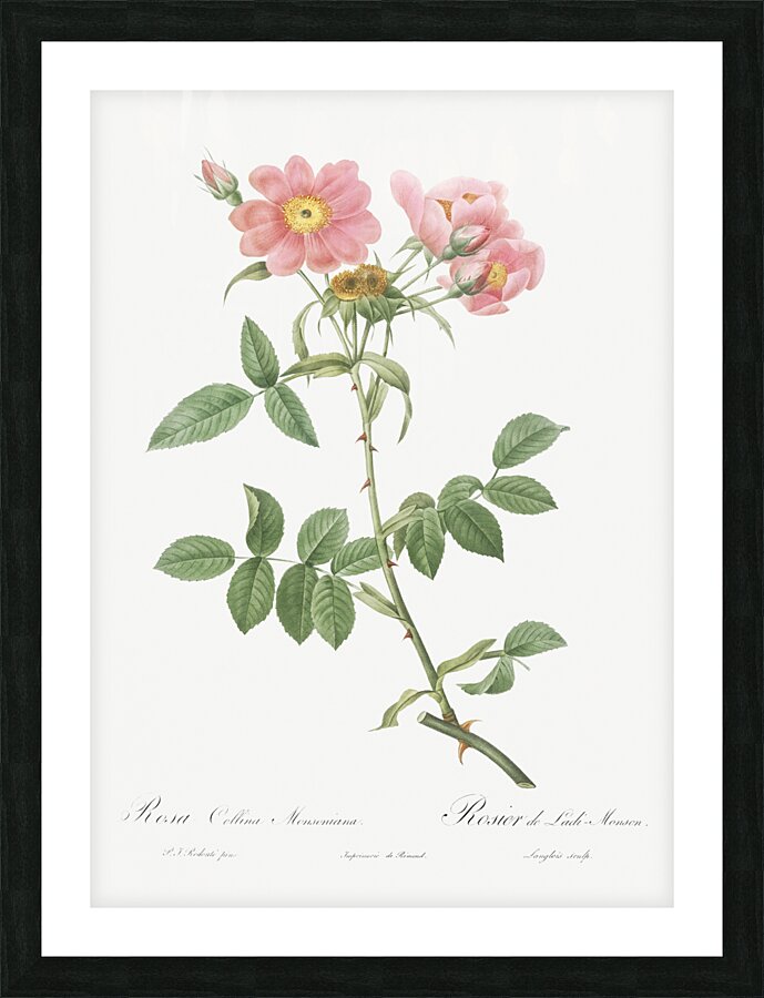 Lady monson rose in bloom Picture Frame print