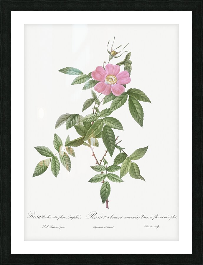 Pink boursault rose Picture Frame print