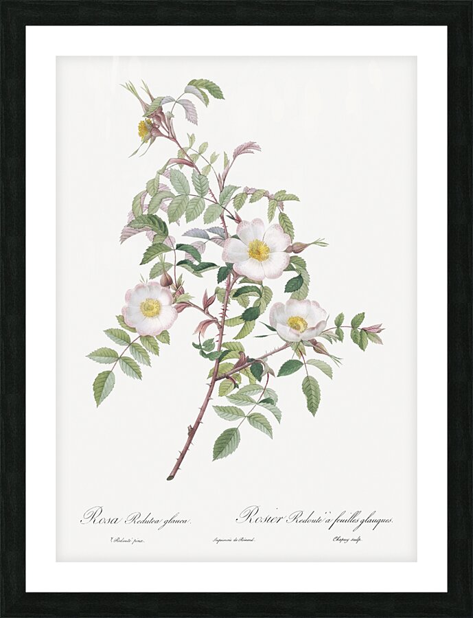 Pink boursault rose Picture Frame print