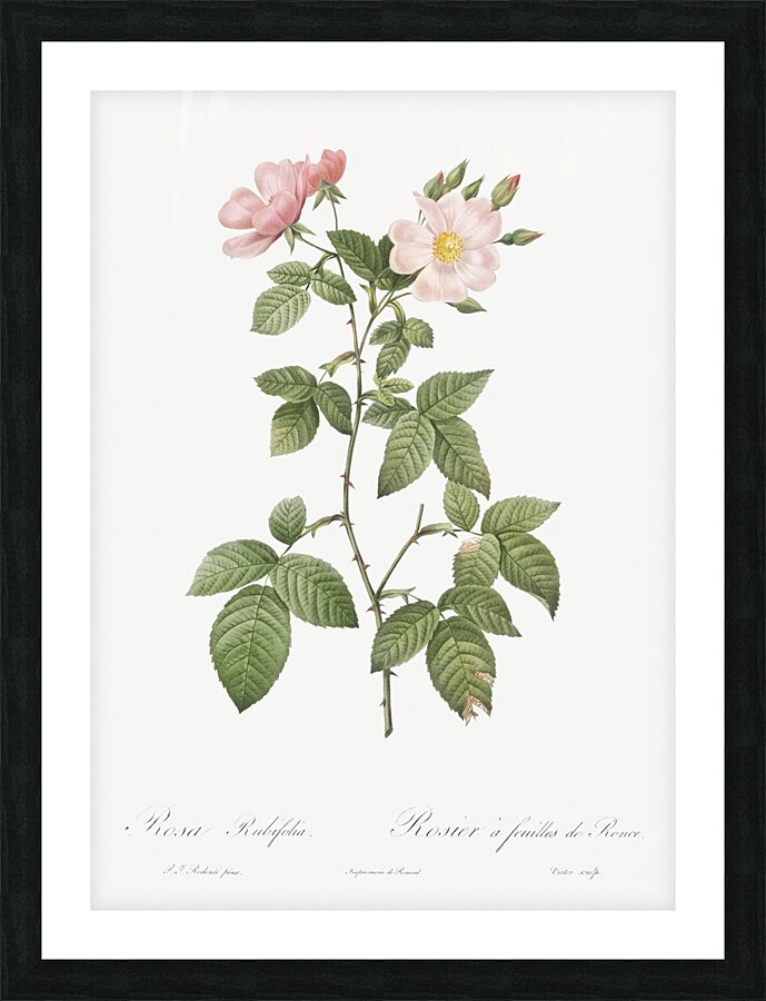 Redleaf rose in bloom Picture Frame print