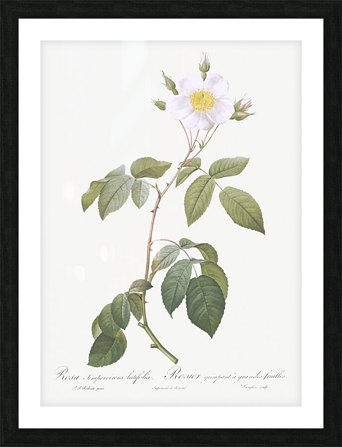 Big leaved climbing rose Picture Frame print