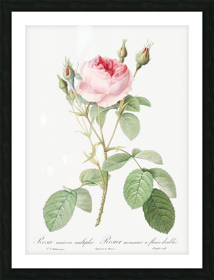 Vintage rosebush Picture Frame print