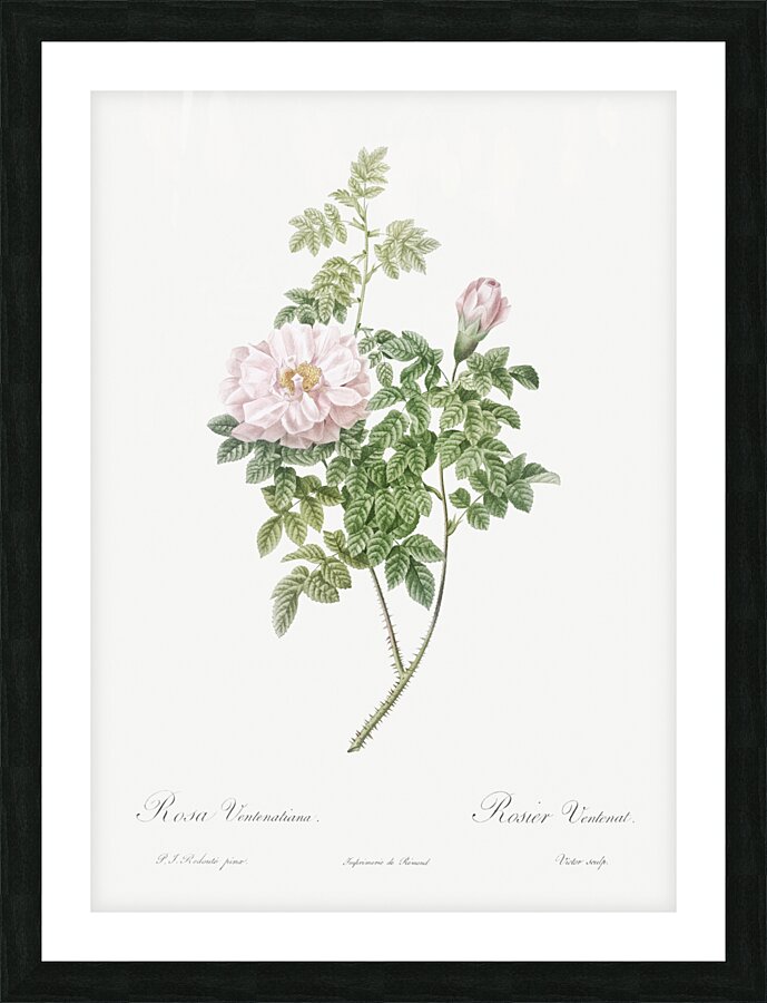 Ventenat rose in bloom Picture Frame print