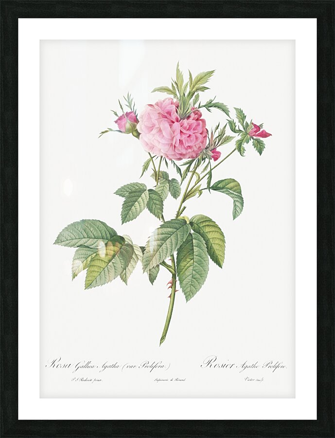 Pink agatha rose Picture Frame print