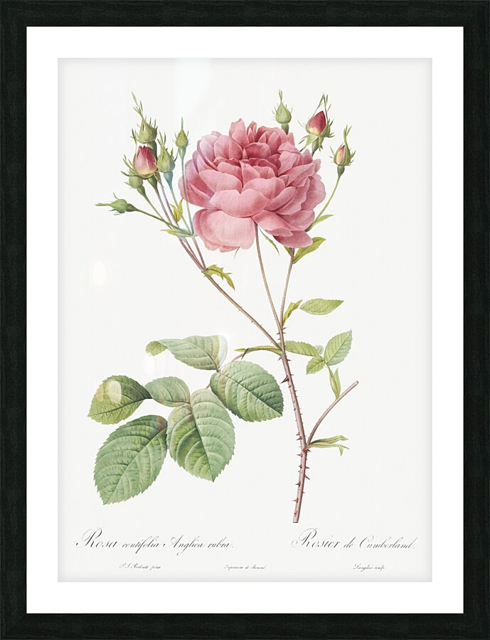 Pink agatha rose Picture Frame print