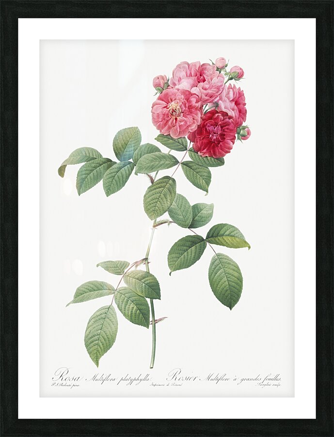 Seven sisters rose in bloom Picture Frame print