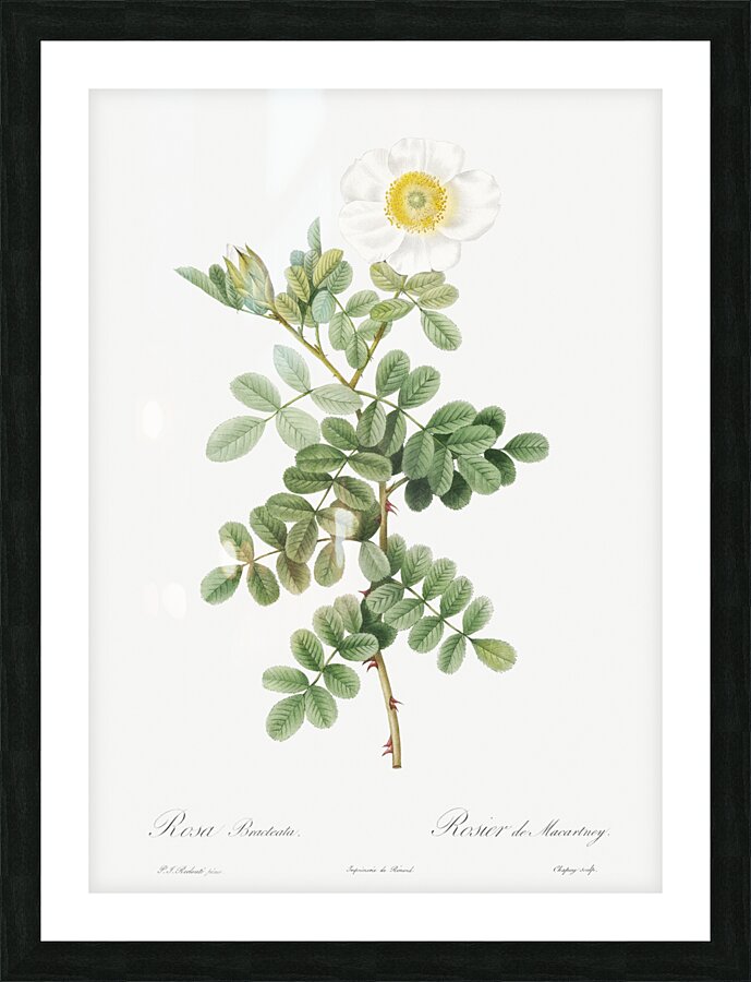 Macartney Rose Picture Frame print