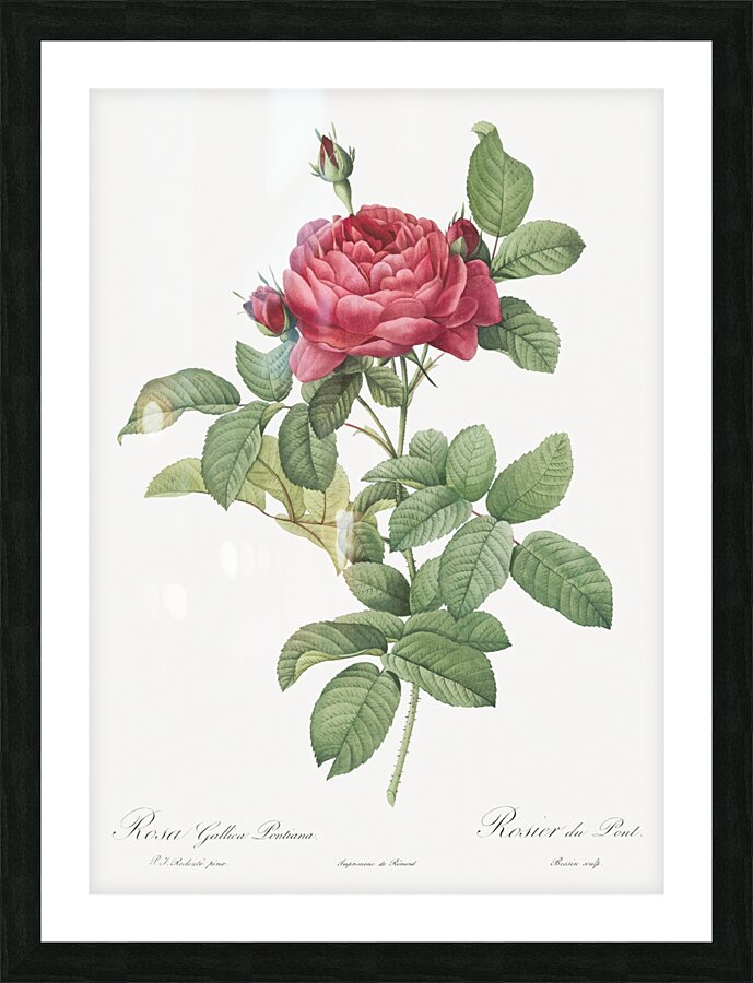 Red gallic rose Picture Frame print