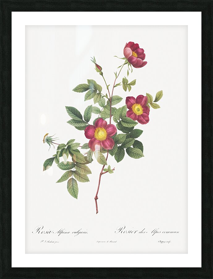 Blooming alpine rose Picture Frame print