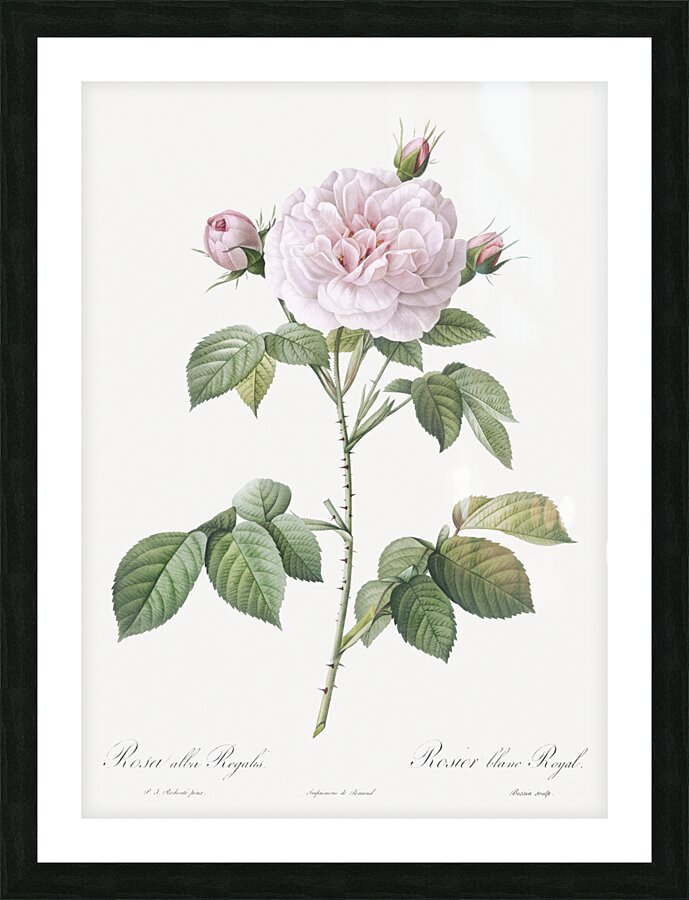 Vintage rosa alba Picture Frame print