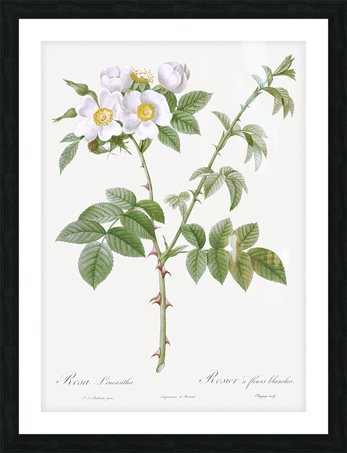 White flowered rose Picture Frame print