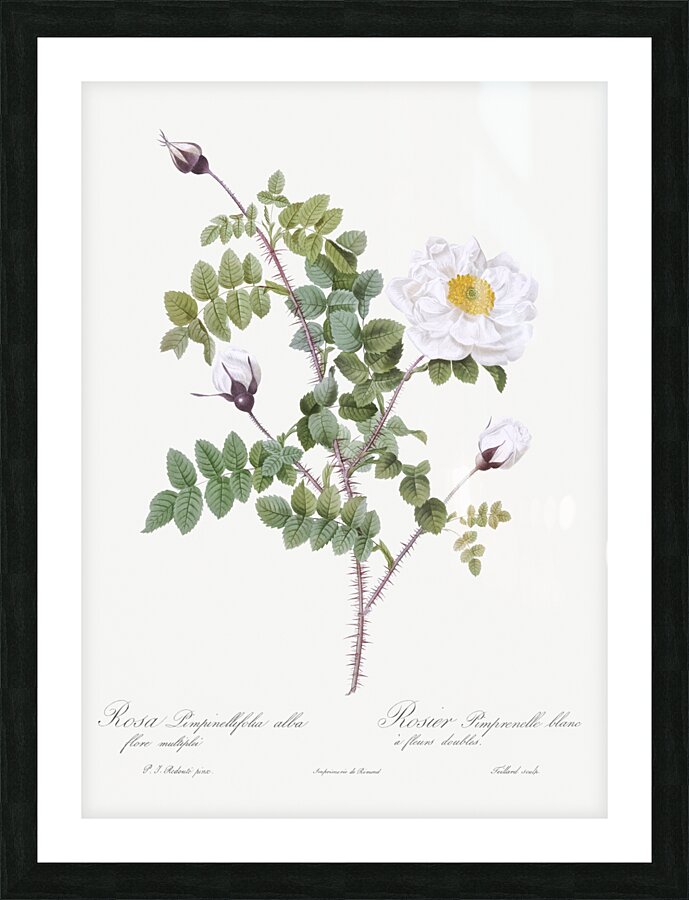 White flowered rose Picture Frame print