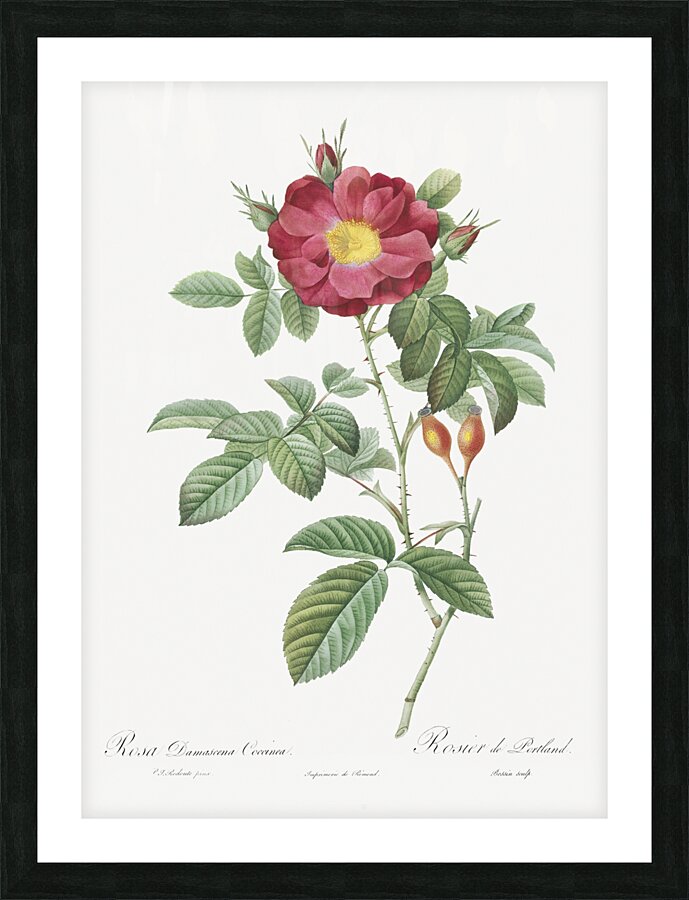 Blooming red postrland rose Picture Frame print